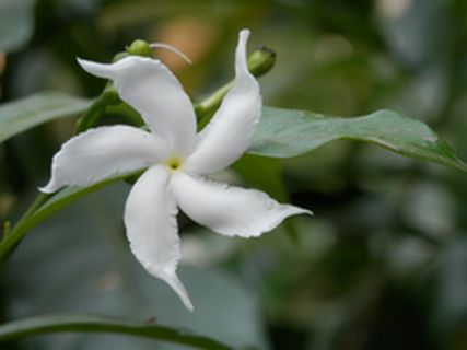Fleur Chi Nei Tsang