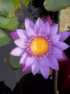 Fleur OneNess